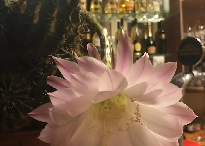 酒店 Sunny Paradise Family 希典